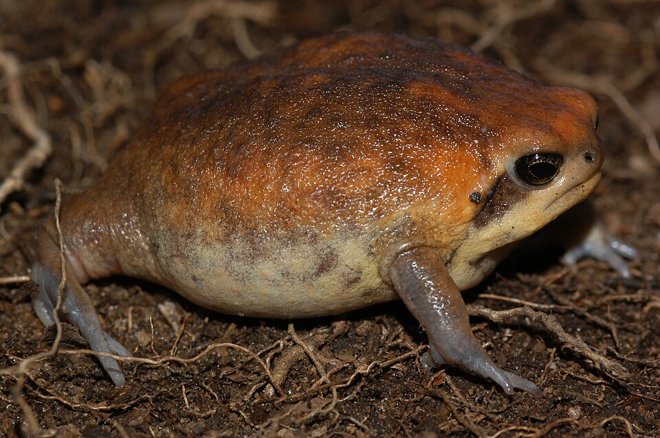 File:Breviceps sylvestris sylvestris 110956215.jpg