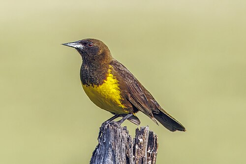 Brown-and-yellow marshbird Pseudoleistes virescens Uruguay
