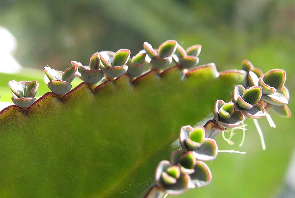 File:Bryophyllum daigremontianum nahaufnahme2.jpg