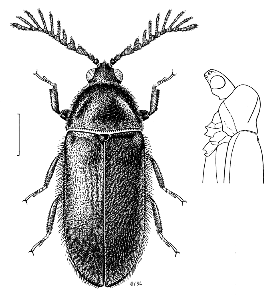 File:COLE Chelonariidae Brounia thoracica.png
