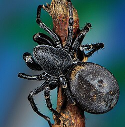 female C. decorata