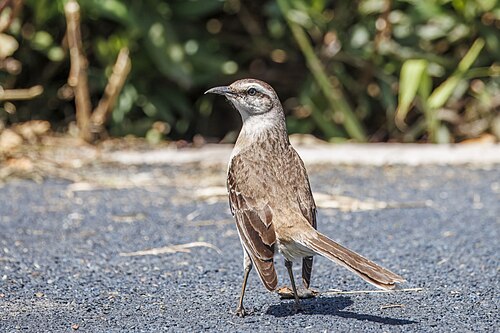 Chalk-browed mockingbird Mimus saturninus Argentina