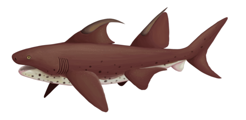 Dracopristis was a Ctenacanthiform elasmobranch from the late Carboniferous of New Mexico.