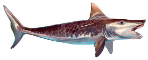 Edestus was a large eugeneodontid fish that possessed two tooth whorls in its mouth