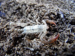 Scorpion