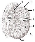 Testis cross section