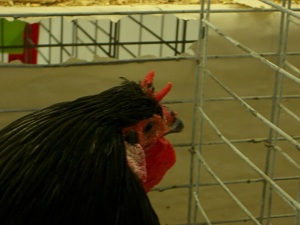 File:La Flèche close-up.jpg