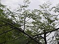 Moringa concanensis (Ghat moringa)