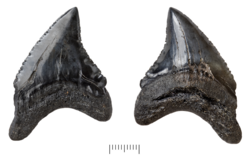 Fossil teeth of Alopias palatasi
