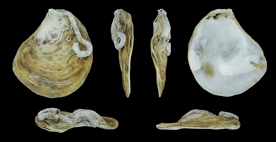 Right valve of the same specimen