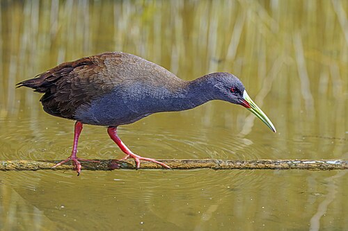 Plumbeous rail Pardirallus sanguinolentus landbecki Chile
