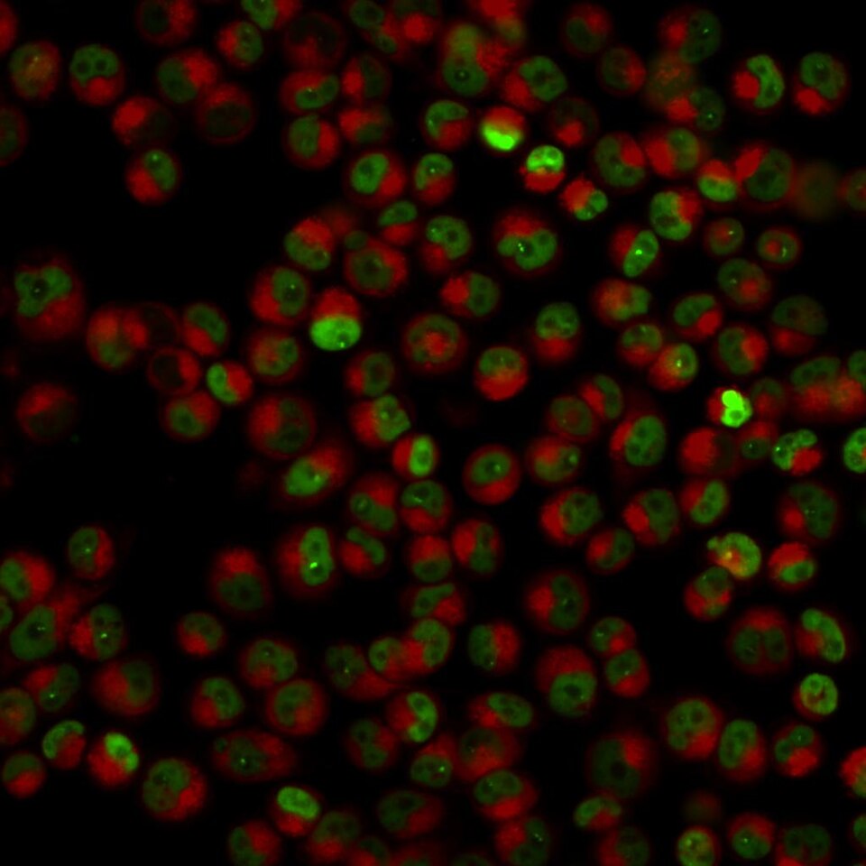 File:Small Molecule Probe Targeting Cancer (41658265005).jpg