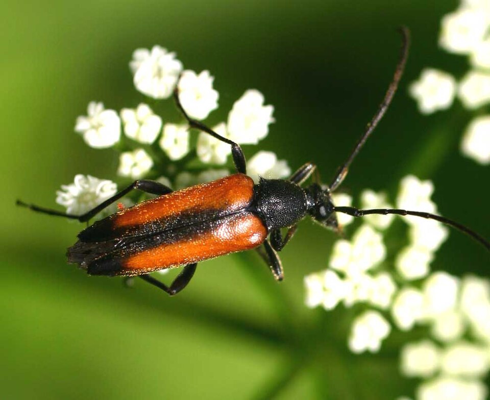File:Stenurella melanura01.jpg