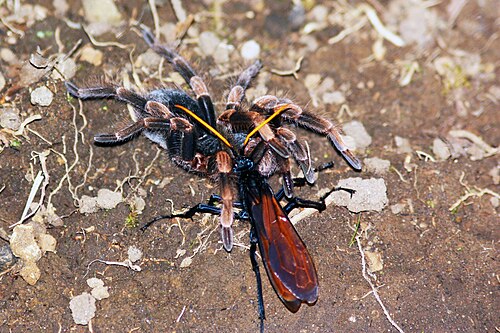 Tarantula hawk wasp dragging the tarantula Abdomegaphobema mesomelas to her burrow; it has one of the most painful stings of any wasp.