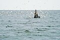 Thumbnail for version as of 19:01, 1 October 2014