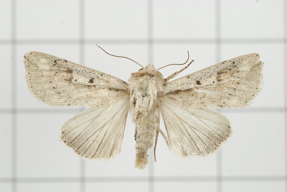 File:A50-20150416-037 (19533216062).jpg