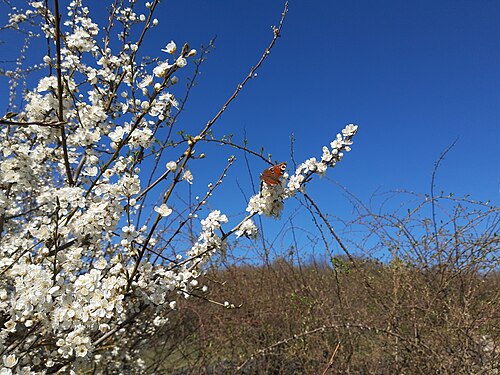blackthorn with peacock butterfly, Niederauroff