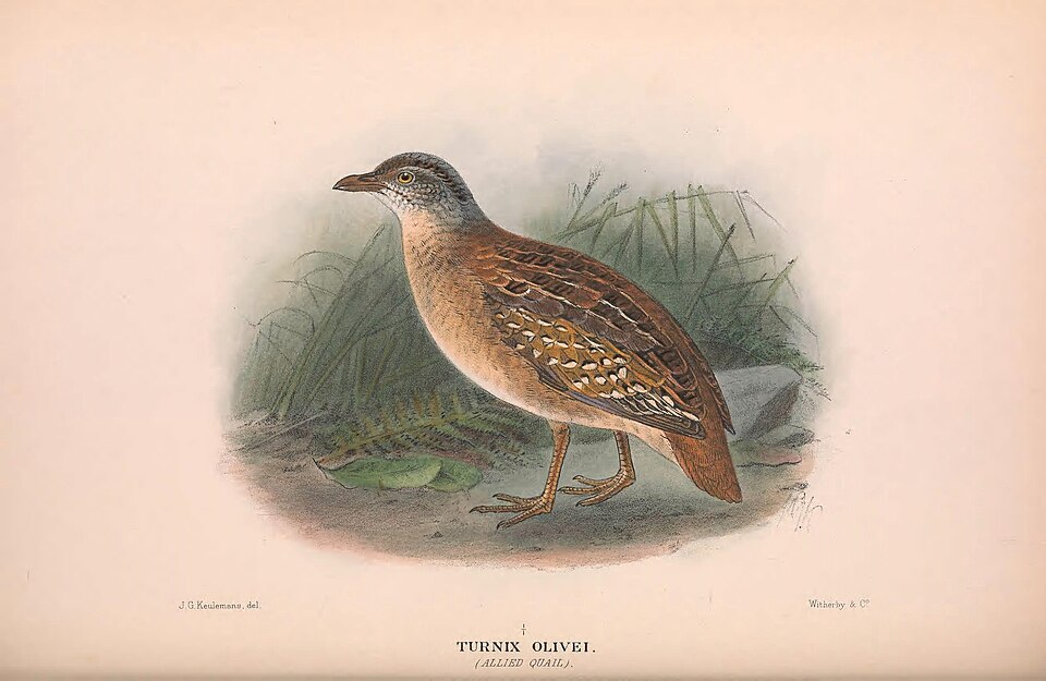 File:Buff spotted button quail.jpg