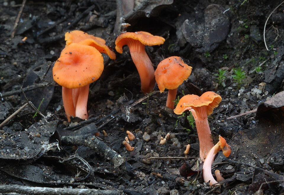 File:Cantharellus concinnus Berk 520387.jpg
