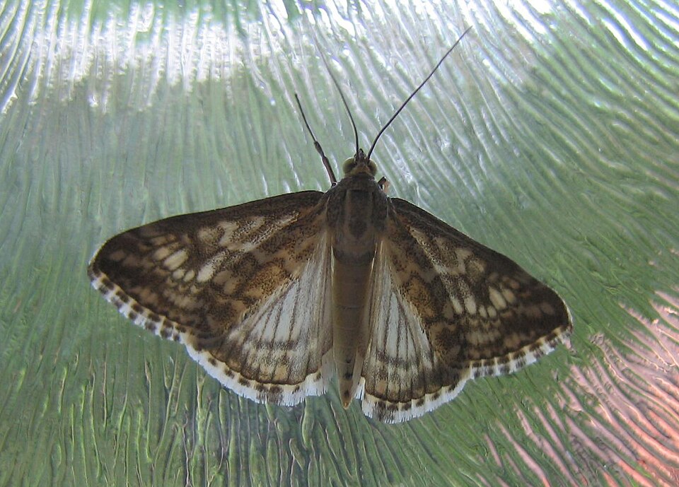 File:Evergestis frumentalis.jpg