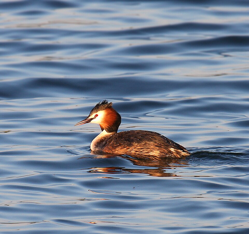 File:Great-Crested-Grebe.jpg