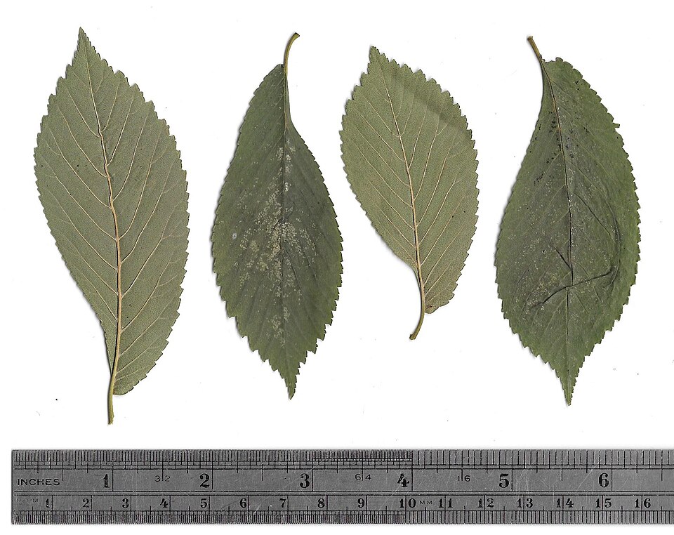 File:Leaf of Ulmus minor 'Cucullata'.jpg