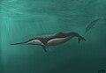 Allodelphis