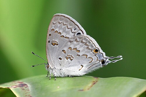 Leptomyrina phidias, by Charlesjsharp