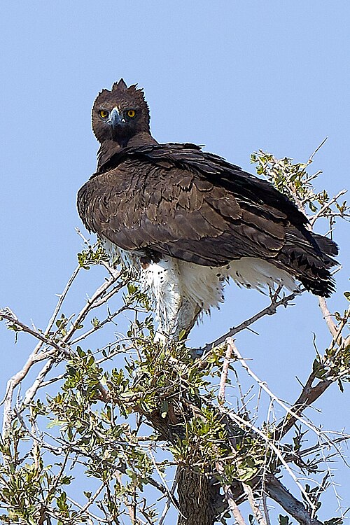 File:Martial Eagle Front 2019-07-24.jpg