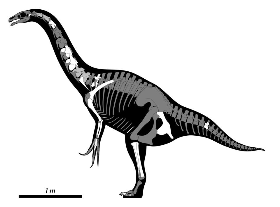 File:Nothronychus Skeletal.png
