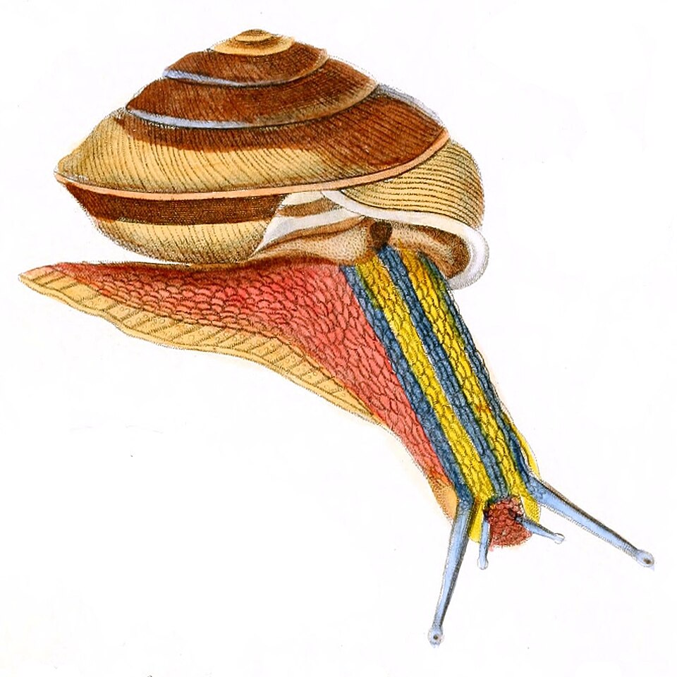 File:Pleurodonte bainbridgii.jpg