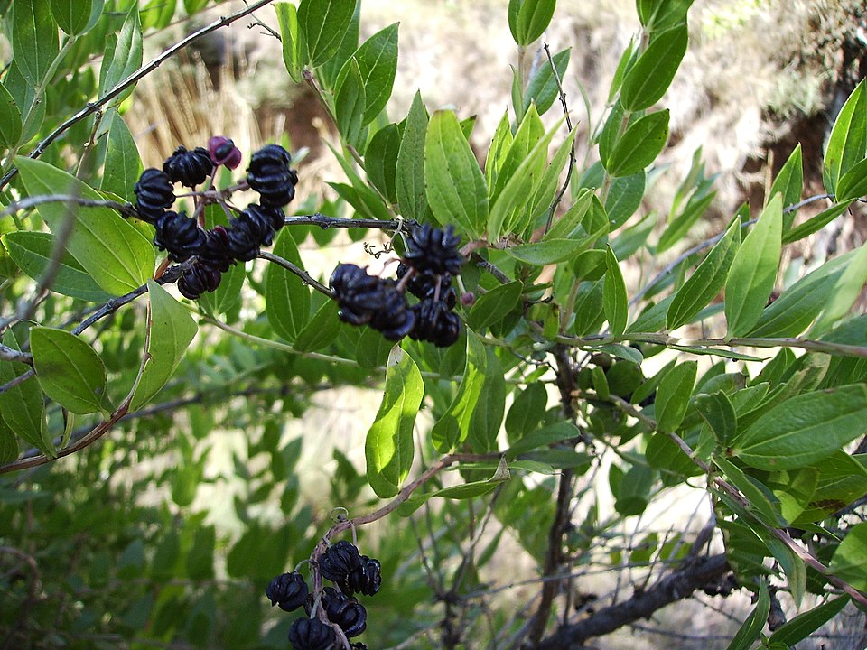 File:Roldor0032.JPG