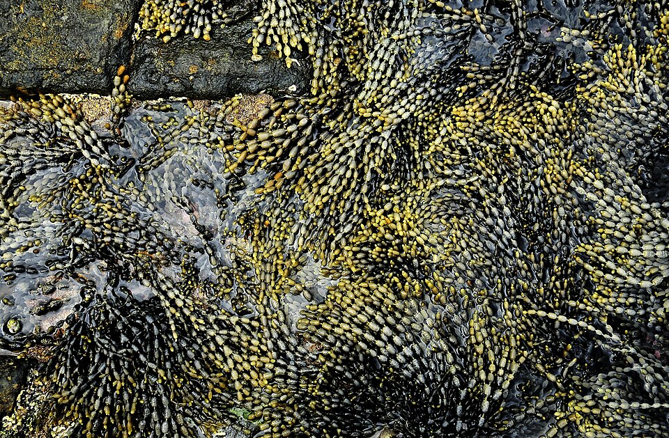 File:Tessellated Pavement 19.jpg