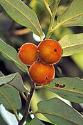 Diospyros discolor Willd