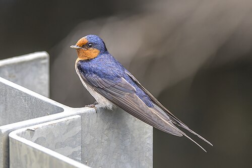 Welcome swallow Hirundo neoxena Australia