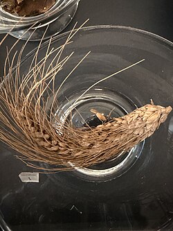 Ear of emmer, Egypt, 2000-1500 BCE