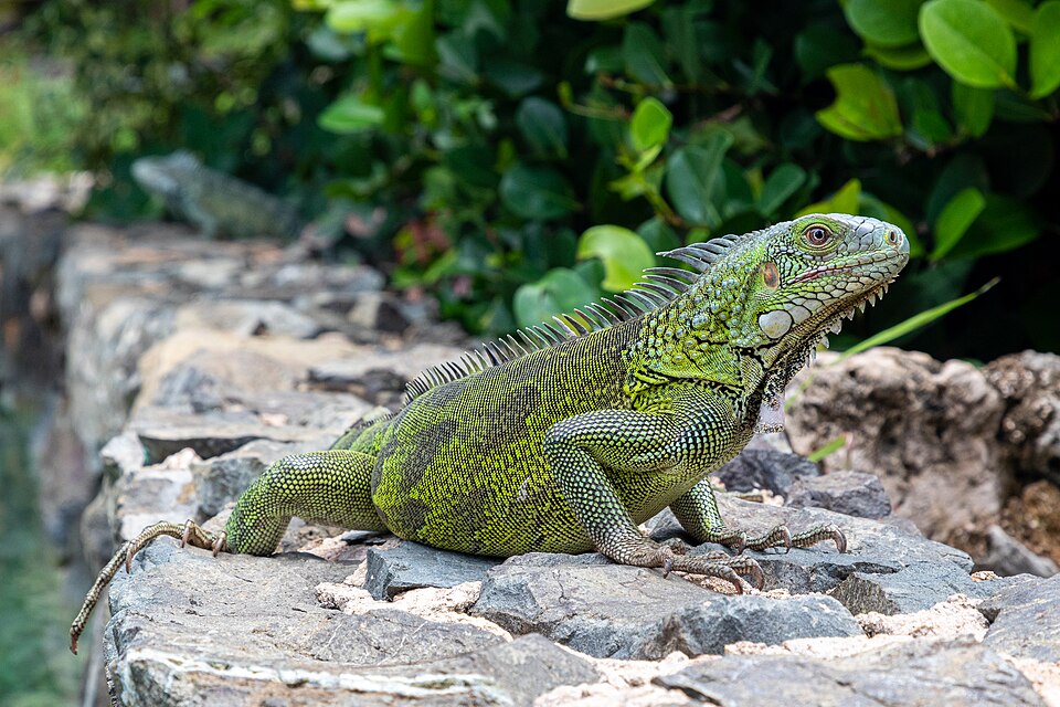 File:Curacao Iguana iguana 2021 2.jpg