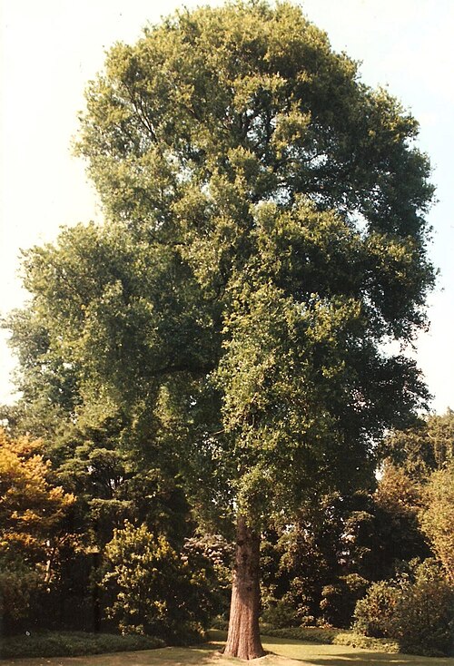 File:Edinburgh RBG- Ulmus No.1A.jpg