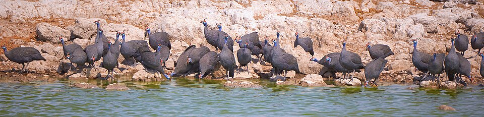 File:Helmeted Guineafowl Group 2019-07-25.jpg