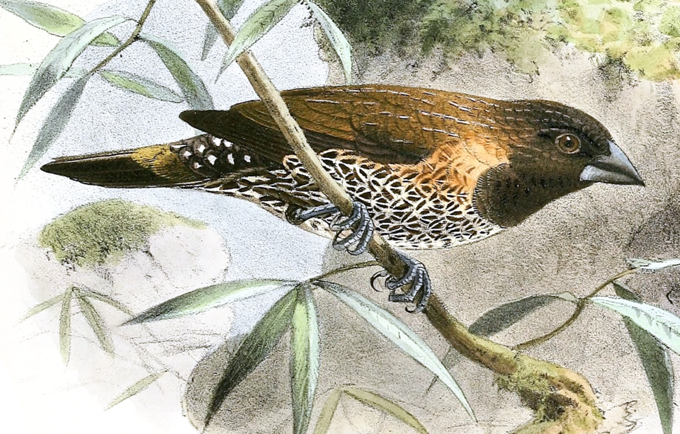File:LonchuraKelaartiKeulemans.png