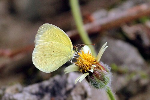 Mimosa yellow Pyrisitia nise ♂ Jamaica