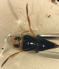 Notonecta unifasciata, Texas