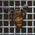 Tachinid fly of the genus Oestrophasia, same screen.  Thanks to Norm Woodley at BugGuide.net for ID.