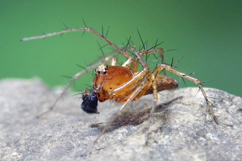 File:Oxyopes salticus Kaldari 02.jpg