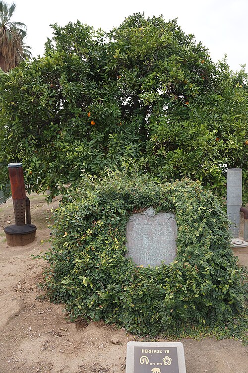 File:Parent Washington Navel Orange Tree.JPG