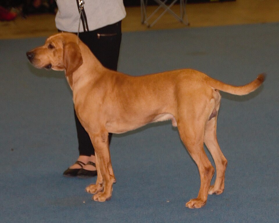 File:Plotthound-red1.jpg