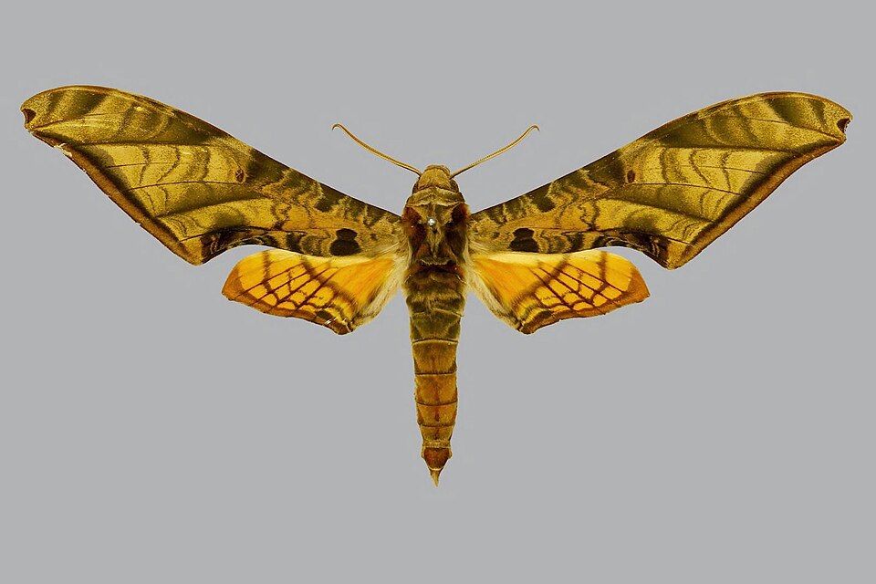 File:Protambulyx euryalus BMNHE813849 male up.jpg