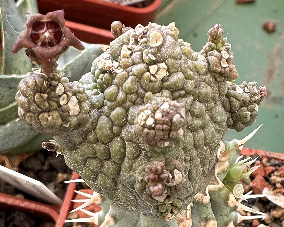 File:Pseudolithos dodsonianus 42888.JPG