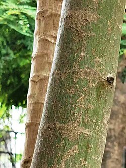 Acer oliverianum trunk