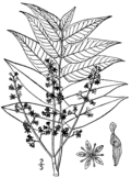 Thumbnail for version as of 08:48, 14 September 2006